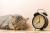 ᅠ猫が時計の読み方を習得するのは可能でしょうか猫に時間の概念、時計の読み方を教える事は可能でしょうか。例えば「１０時になったら寝室に来て」とか「６時に食事」等と伝えて、猫が壁時計を見てそれを元に行動する。そのような事は出来るのでしょうか。一応、猫は曜日は理解しているようですhttps://nekochan.jp/knowl