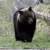 🐻被害スレ山に行かない方がええな