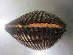 26612 B