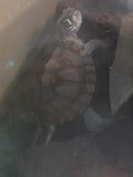273537 B