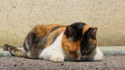 84395 B