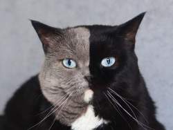 43557 B