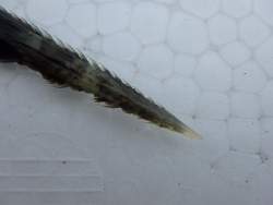 24770 B