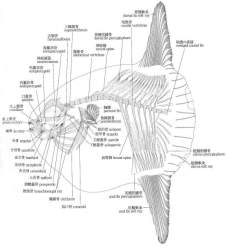 55193 B