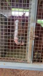 5615504 B