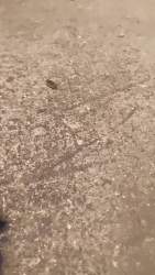 3971773 B