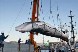 24594 B