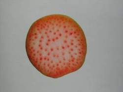 12447 B