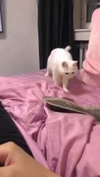 866677 B