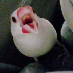 81174 B