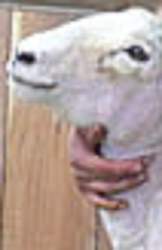 52346 B