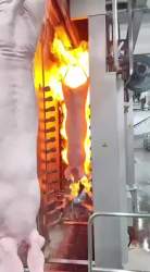 7268032 B