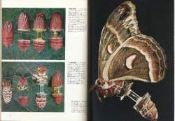 71680 B