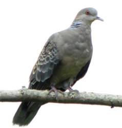 21561 B