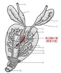 43703 B