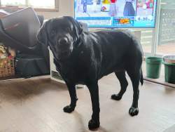 1532399 B