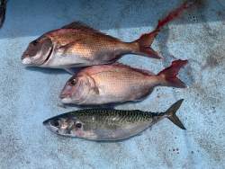 693337 B