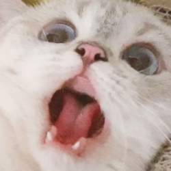 38194 B