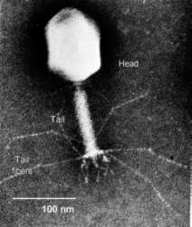 137511 B