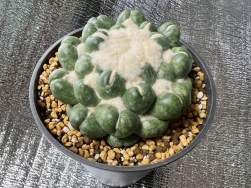 1137048 B
