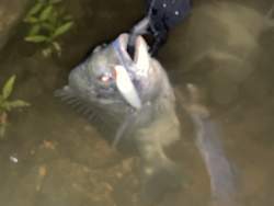 2159315 B