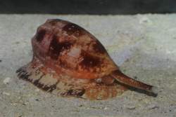 38604 B