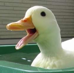 24186 B