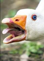 36787 B