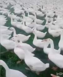 3782365 B