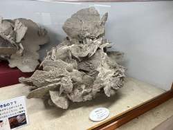 4523679 B