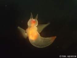 25078 B