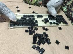 50050 B
