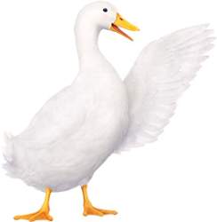 20402 B