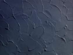 7977649 B