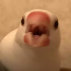 40089 B