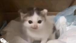 41179 B