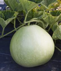 146466 B