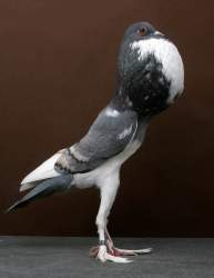 80981 B
