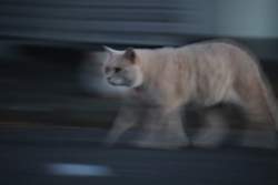 18076 B