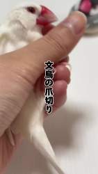 8113277 B