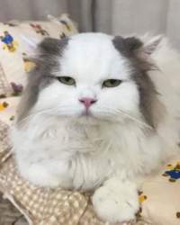 29181 B