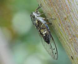 55321 B