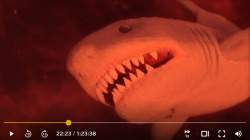 337038 B