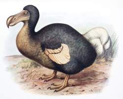 55178 B