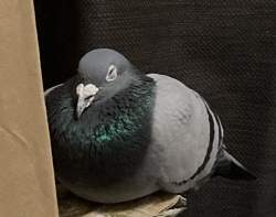 432965 B