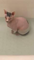 20706 B