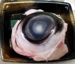 58219 B