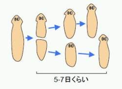 10336 B