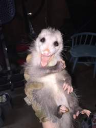 70519 B