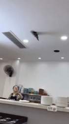 2033525 B